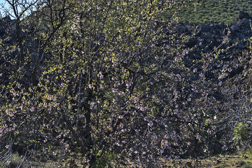 9 feb 2021 Fioritura mandorli